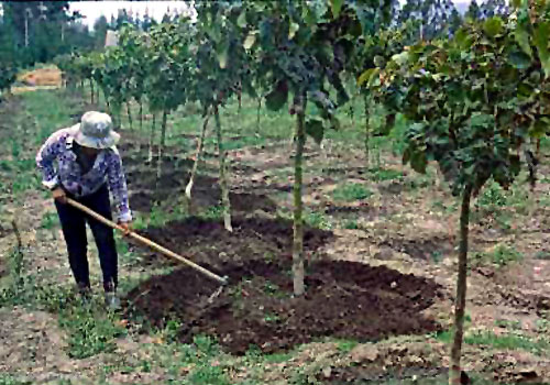 Incorporando humus en corona en plantaciones de tomate de arbol. - Ecuador