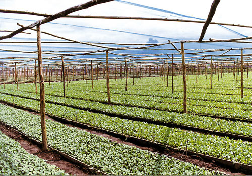 Invernadero con vivero de plantas de brocoli para exportación producidas con humus.