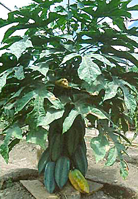 Planta de babaco cultivada con humus.
